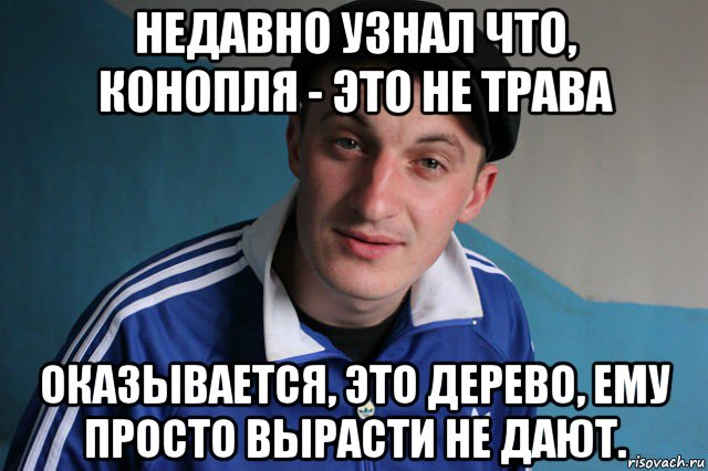 недавно узнал что, конопля - это не трава оказывается, это дерево, ему просто вырасти не дают., Мем Типичный гопник