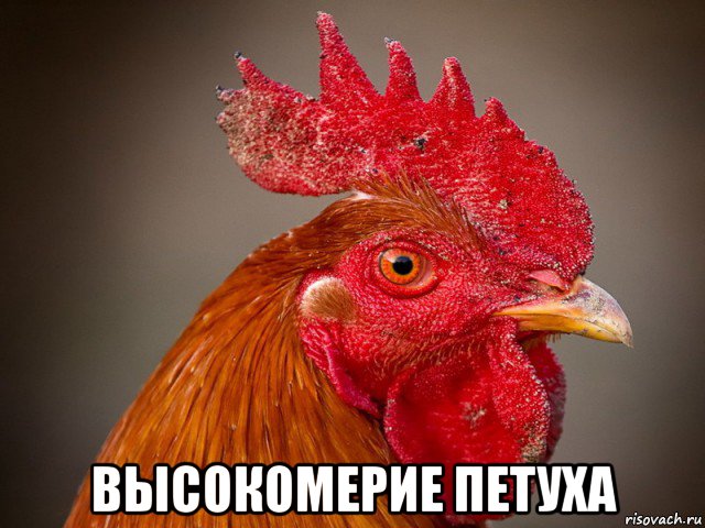  высокомерие петуха, Мем Типичный петух-совок