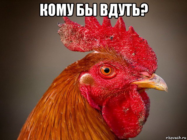 кому бы вдуть? , Мем Типичный петух-совок