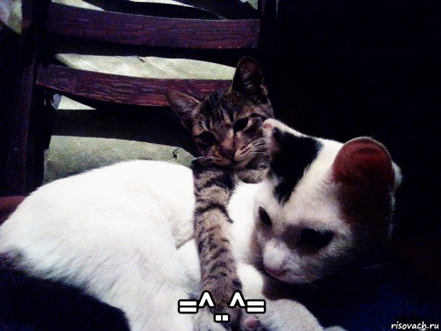  =^..^=, Мем Вася  Алиса