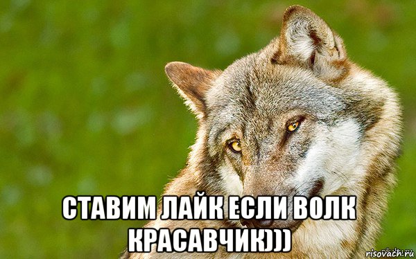  ставим лайк если волк красавчик))), Мем   Volf