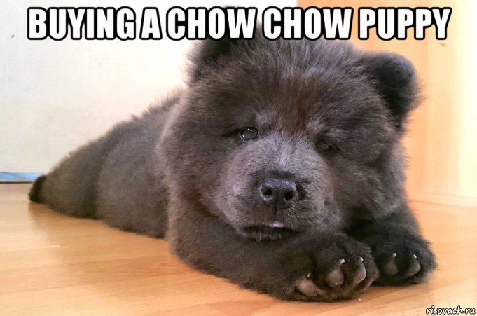 buying a chow chow puppy , Мем 9 Safe Foods To Give As Dog Treats