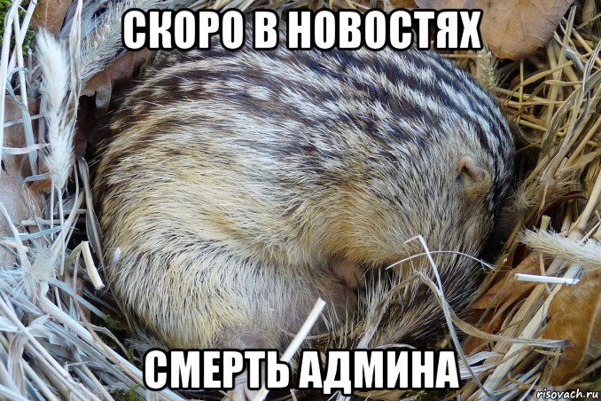 скоро в новостях смерть админа, Мем African ground squirrel - Hibernation