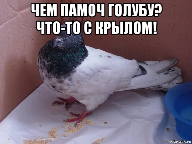 чем памоч голубу? что-то с крылом! , Мем Чем памоч голубу Что-то с крылом
