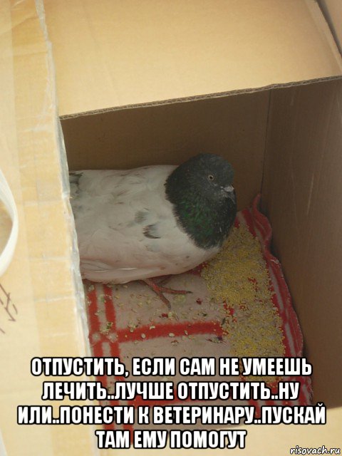  отпустить, если сам не умеешь лечить..лучше отпустить..ну или..понести к ветеринару..пускай там ему помогут, Мем Чэм памоч голубу Что-то с крылом