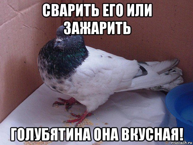 сварить его или зажарить голубятина она вкусная!, Мем Чем памоч голубу Что-то с крылом