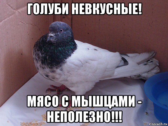 голуби невкусные! мясо с мышцами - неполезно!!!, Мем Чем памоч голубу Что-то с крылом