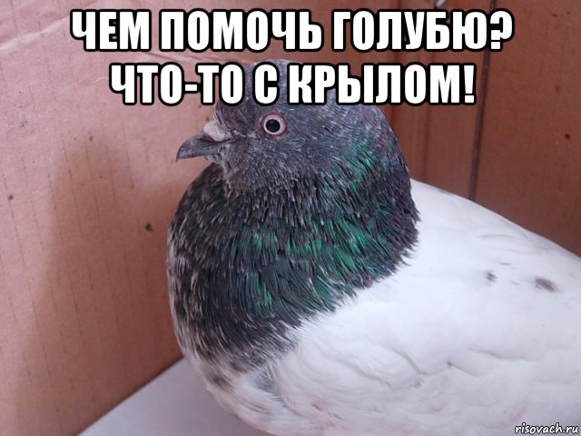 чем помочь голубю? что-то с крылом! , Мем Чем помочь голубю Что-то с крылом