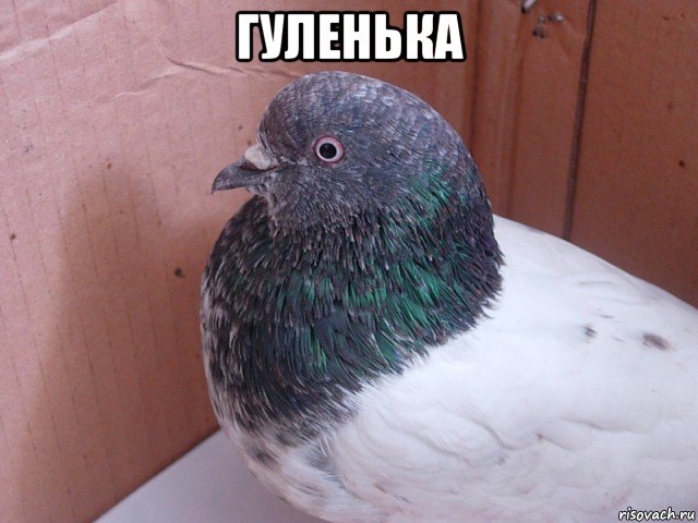 гуленька , Мем Чем помочь голубю Что-то с крылом
