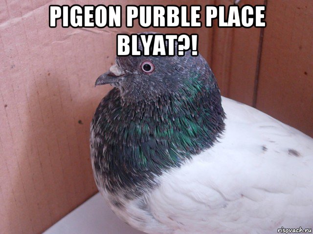 pigeon purble place blyat?! , Мем Чем помочь голубю Что-то с крылом