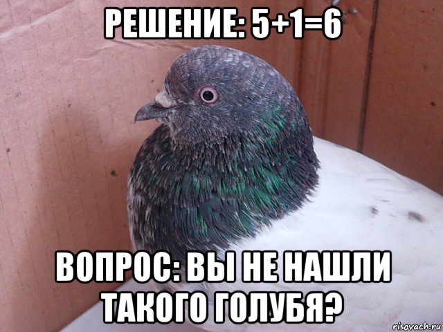 решение: 5+1=6 вопрос: вы не нашли такого голубя?, Мем Чем помочь голубю Что-то с крылом