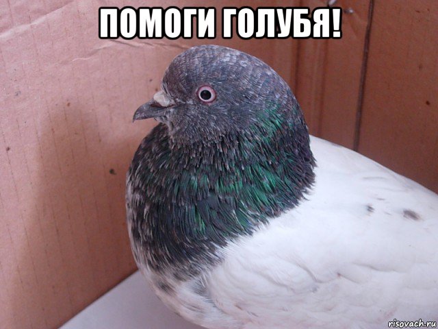 помоги голубя! , Мем Чем помочь голубю Что-то с крылом