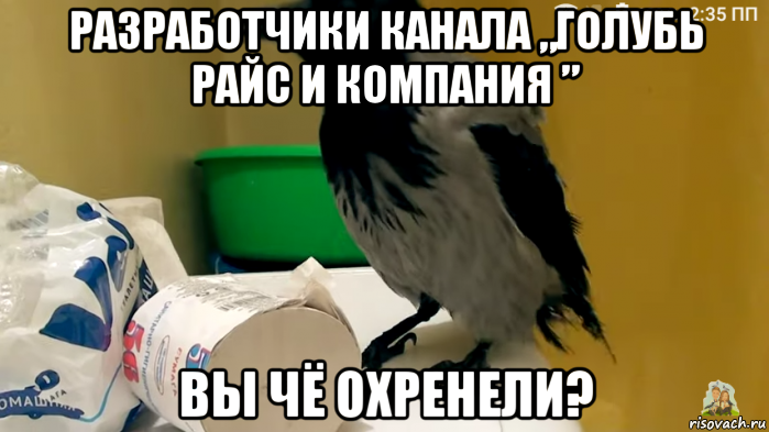 разработчики канала „голубь райс и компания ” вы чё охренели?, Мем Голубь Райс и компания 15 ноября 2019