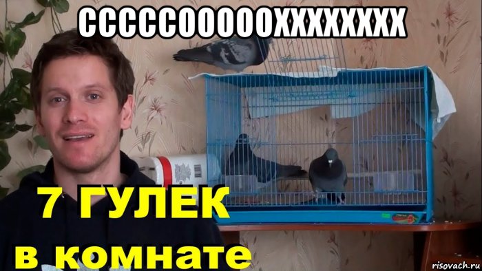 сссссооооохххххххх , Мем Голубь Райс и компания 7 ГУЛЕК В КОМНАТЕ