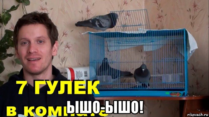  ышо-ышо!, Мем Голубь Райс и компания 7 ГУЛЕК В КОМНАТЕ