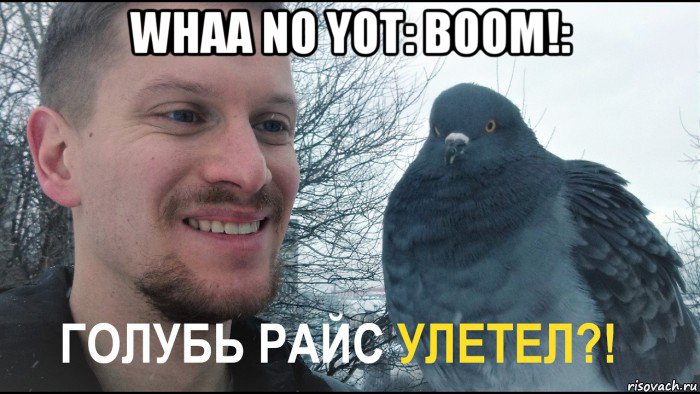 whaa no yot: boom!: , Мем Голубь Райс и компания ГОЛУБЬ РАЙС УЛЕТЕЛ