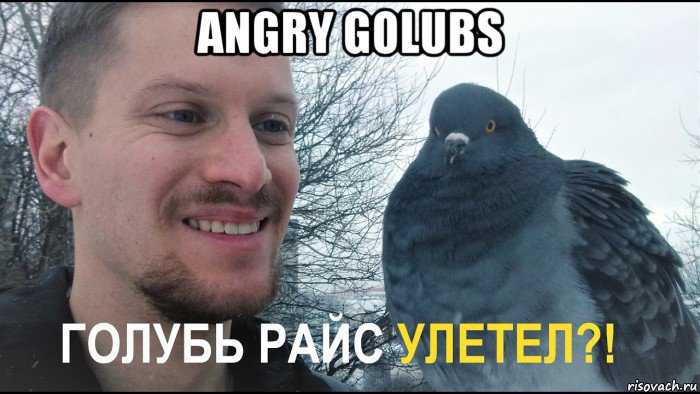 angry golubs , Мем Голубь Райс и компания ГОЛУБЬ РАЙС УЛЕТЕЛ