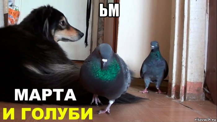 ьм , Мем Голубь Райс и компания МАРТА И ГОЛУБИ