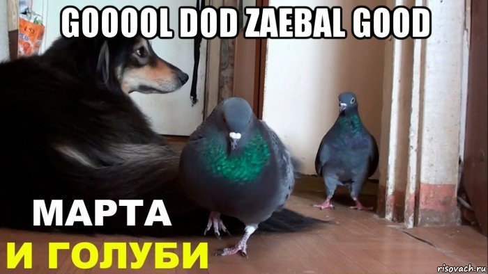 gooool dod zaebal good , Мем Голубь Райс и компания МАРТА И ГОЛУБИ