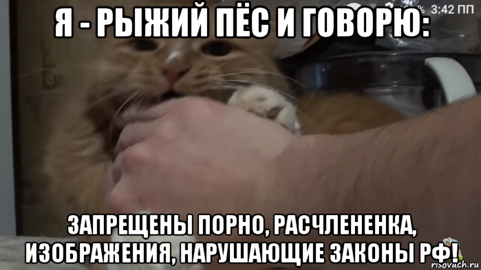 я - рыжий пёс и говорю: запрещены порно, расчлененка, изображения, нарушающие законы рф!, Мем Голубь Райс и компания Рыжий Пёс кусает руку