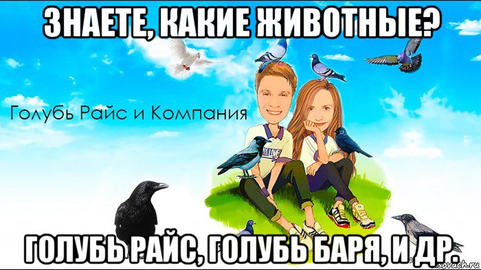 знаете, какие животные? голубь райс, голубь баря, и др., Мем Голубь Райс и компания