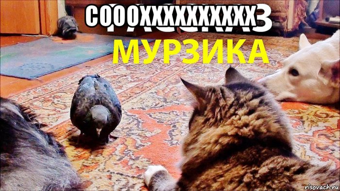 сооохххххххххх , Мем Голубь Райс и компания