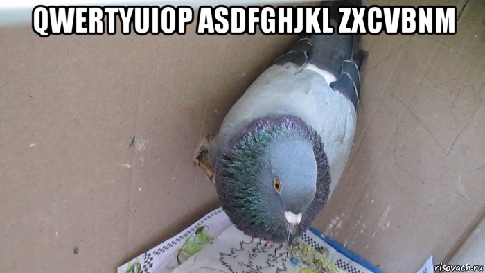 qwertyuiop asdfghjkl zxcvbnm , Мем Голубь воркует