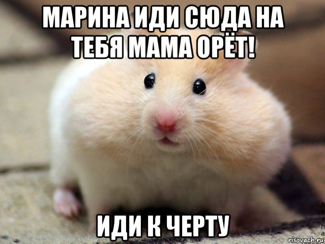 марина иди сюда на тебя мама орёт! иди к черту