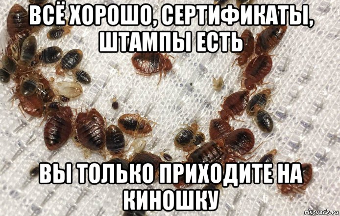 всё хорошо, сертификаты, штампы есть вы только приходите на киношку, Мем КЛОПЫ