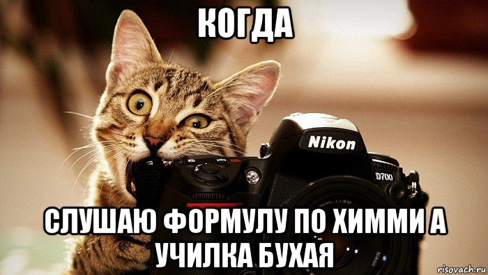когда слушаю формулу по химми а училка бухая, Мем Кот и фотоапарат