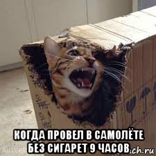  когда провел в самолёте без сигарет 9 часов, Мем Кот Шрёдингера