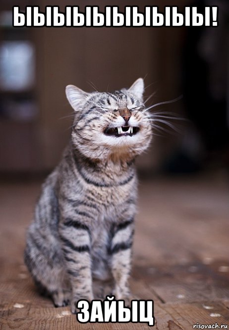 ыыыыыыыыыы! зайыц, Мем Кот ыыыыыыыы