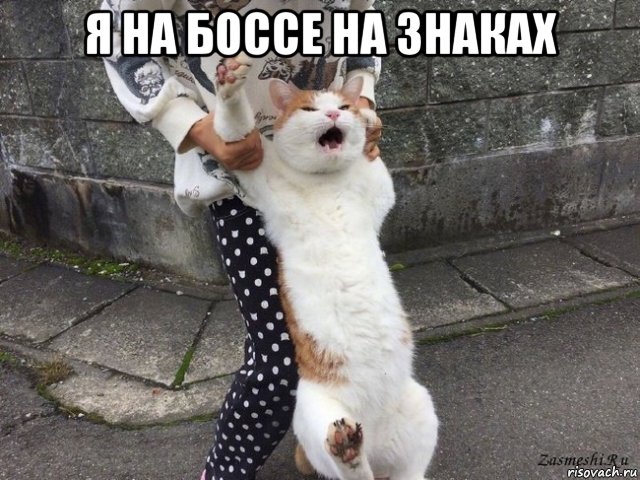 я на боссе на знаках , Мем Кот