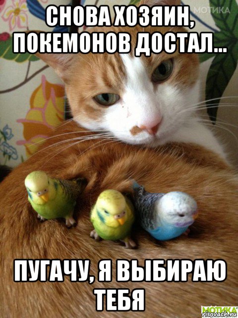 снова хозяин, покемонов достал... пугачу, я выбираю тебя, Мем Коты и попугаи