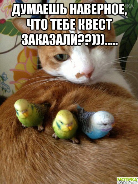 думаешь наверное, что тебе квест заказали??)))..... , Мем Коты и попугаи