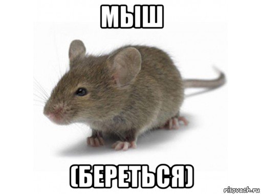 мыш (береться), Мем Мышь