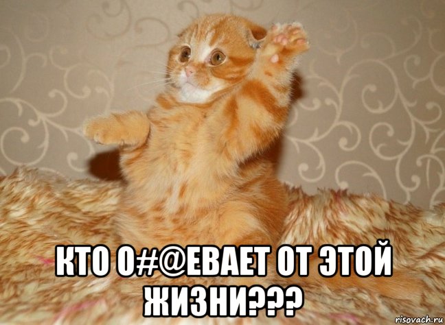  кто о#@евает от этой жизни???, Мем Н