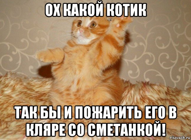 ох какой котик так бы и пожарить его в кляре со сметанкой!, Мем Н