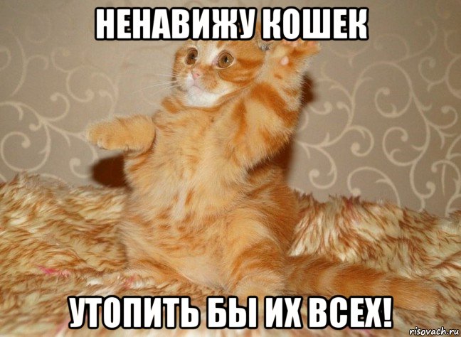ненавижу кошек утопить бы их всех!, Мем Н