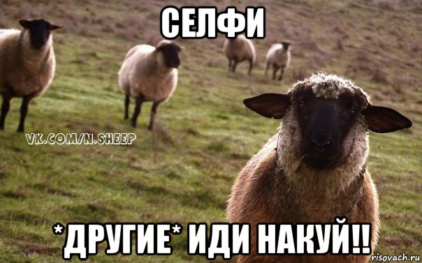 селфи *другие* иди накуй!!, Мем  Наивная Овца