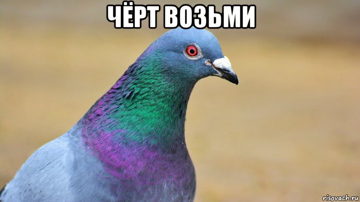 чёрт возьми , Мем Омич напал на голубя чтобы убить его
