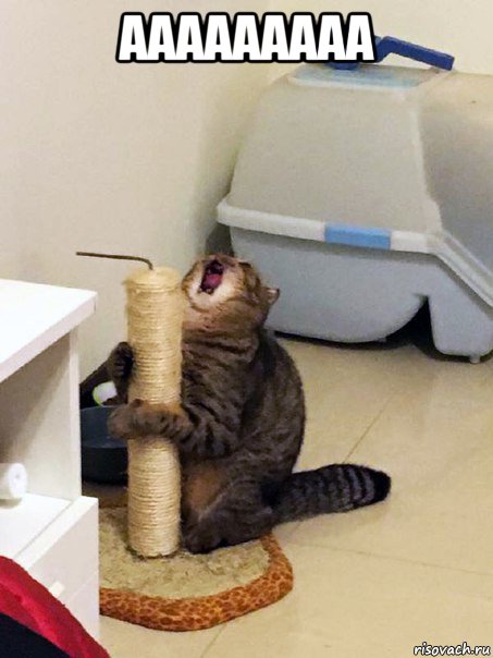 ааааааааа , Мем Орущий кот