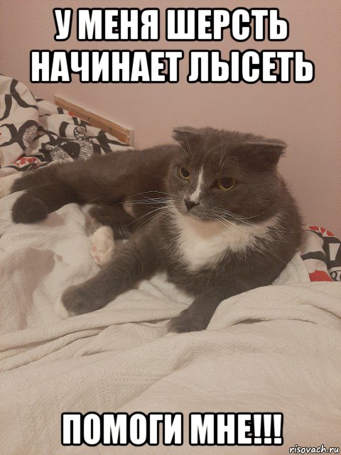 у меня шерсть начинает лысеть помоги мне!!!