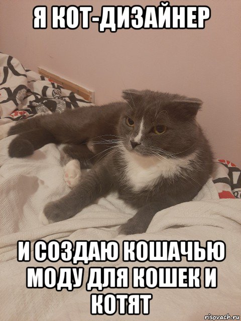 я кот-дизайнер и создаю кошачью моду для кошек и котят, Мем Пашуха