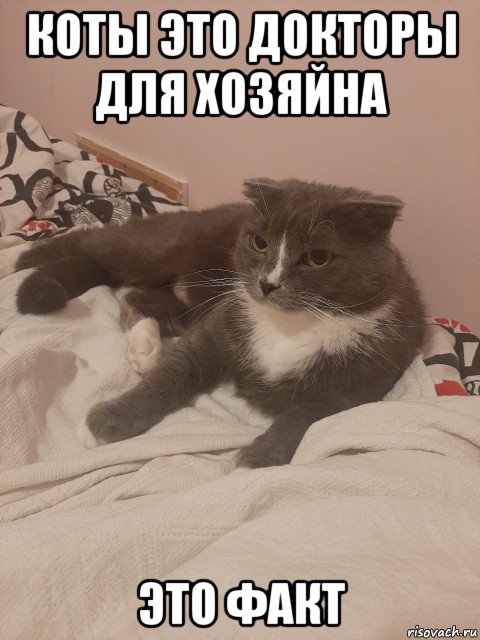 коты это докторы для хозяйна это факт, Мем Пашуха