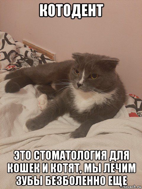 котодент это стоматология для кошек и котят, мы лечим зубы безболенно еще