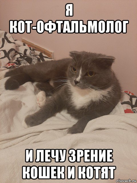 я кот-офтальмолог и лечу зрение кошек и котят, Мем Пашуха