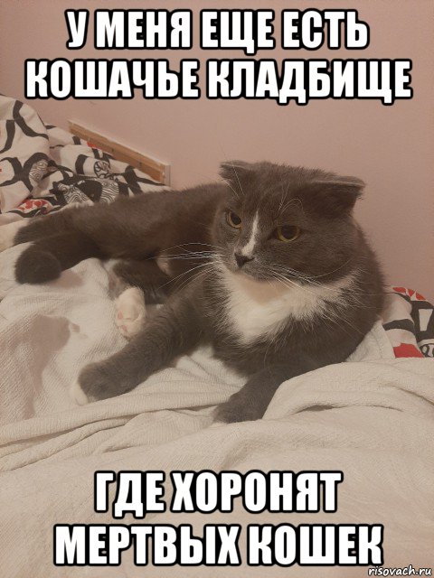 у меня еще есть кошачье кладбище где хоронят мертвых кошек