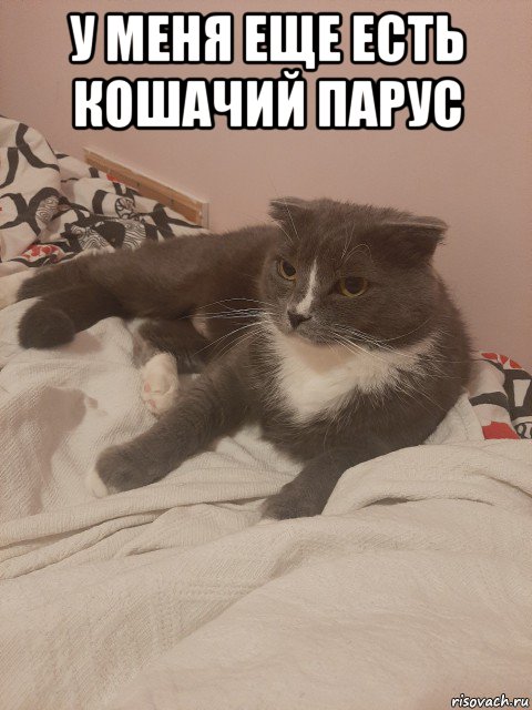 у меня еще есть кошачий парус , Мем Пашуха