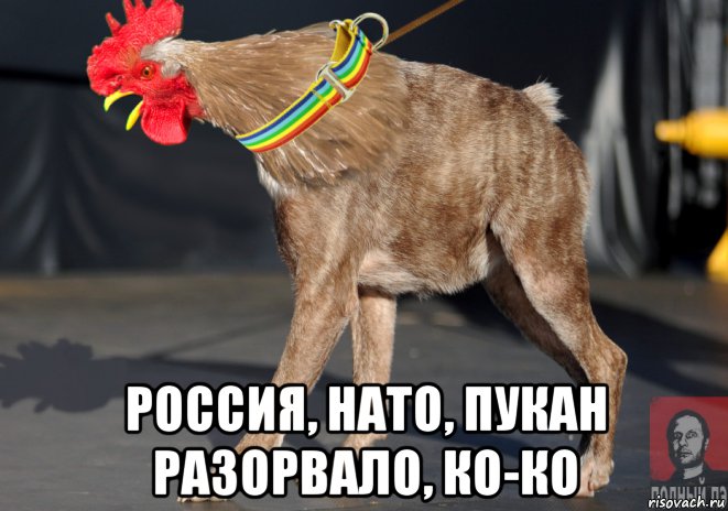  россия, нато, пукан разорвало, ко-ко, Мем Петуха Сутулая - Голос Полный Пэ